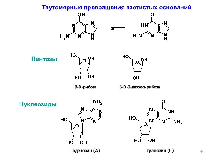 Таутомерные превращения азотистых оснований Пентозы Нуклеозиды