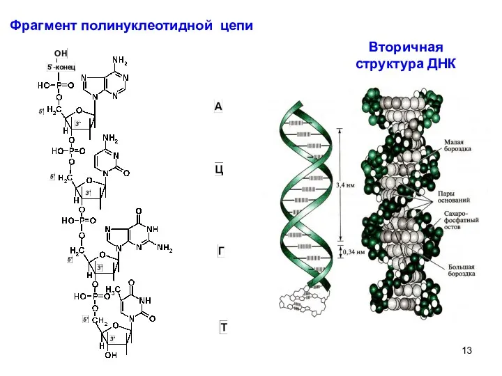 Фрагмент полинуклеотидной цепи Вторичная структура ДНК
