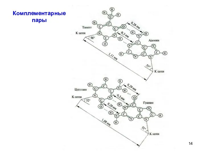 Комплементарные пары