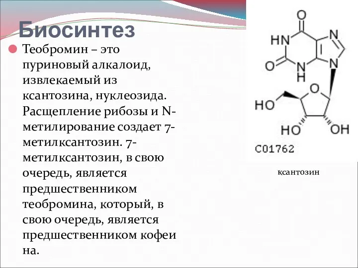 Биосинтез Теобромин – это пуриновый алкалоид, извлекаемый из ксантозина, нуклеозида.