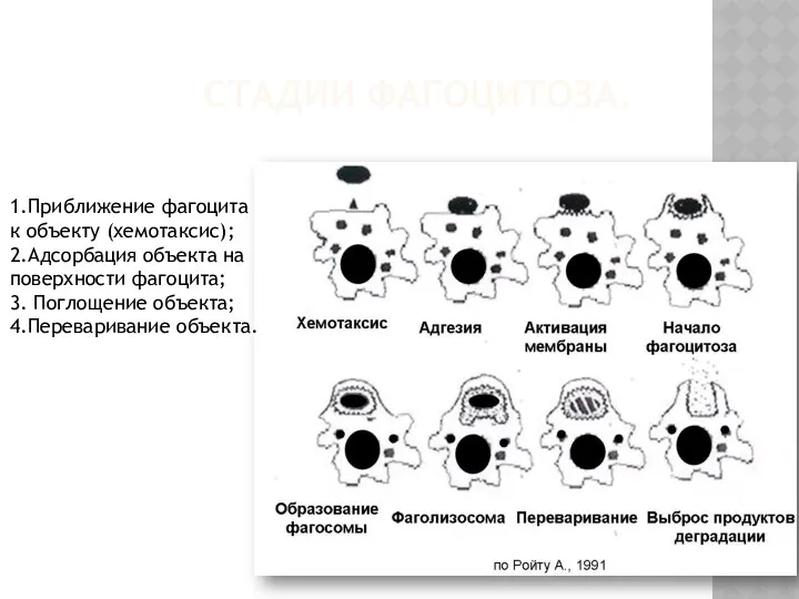 СТАДИИ ФАГОЦИТОЗА. 1.Приближение фагоцита к объекту (хемотаксис); 2.Адсорбация объекта на поверхности фагоцита; 3.