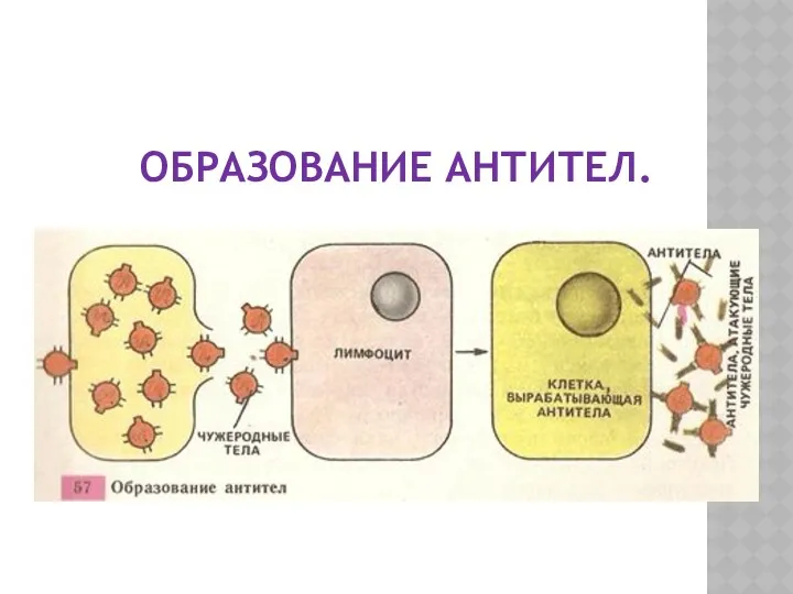 ОБРАЗОВАНИЕ АНТИТЕЛ.