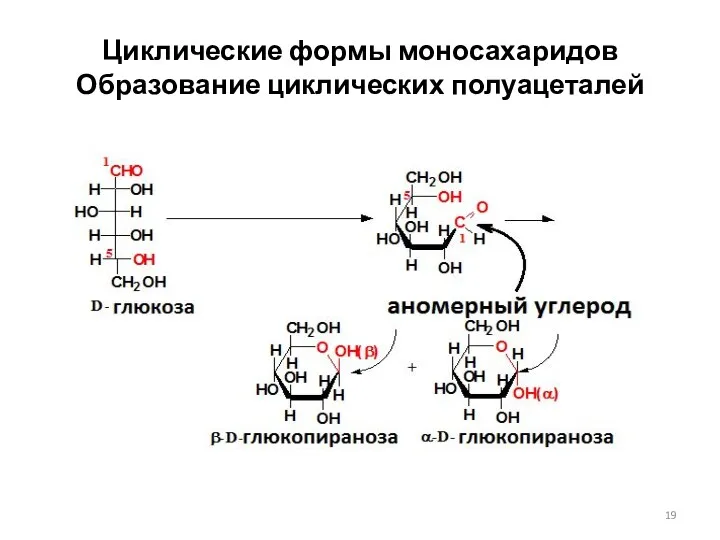 Циклические формы моносахаридов Образование циклических полуацеталей