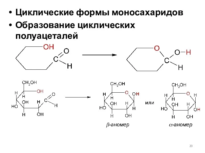 Циклические формы моносахаридов Образование циклических полуацеталей