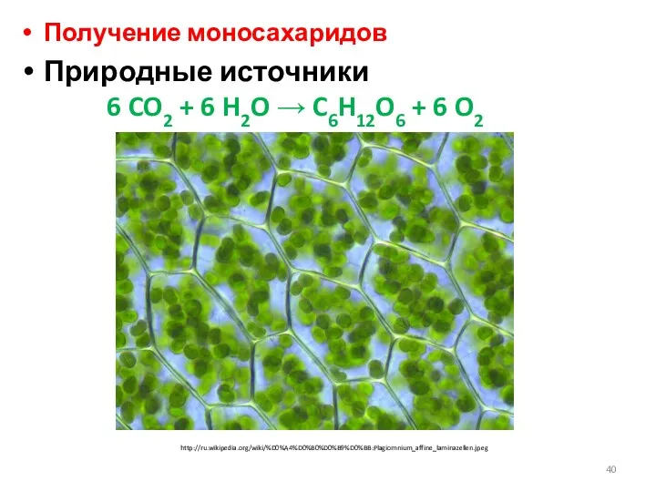 Получение моносахаридов Природные источники 6 CO2 + 6 H2O → C6H12O6 + 6 O2 http://ru.wikipedia.org/wiki/%D0%A4%D0%B0%D0%B9%D0%BB:Plagiomnium_affine_laminazellen.jpeg