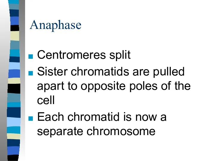 Anaphase Centromeres split Sister chromatids are pulled apart to opposite