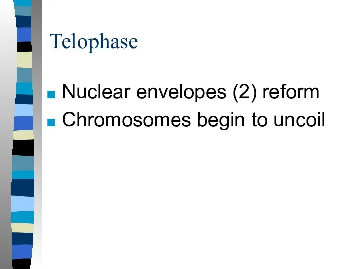 Telophase Nuclear envelopes (2) reform Chromosomes begin to uncoil