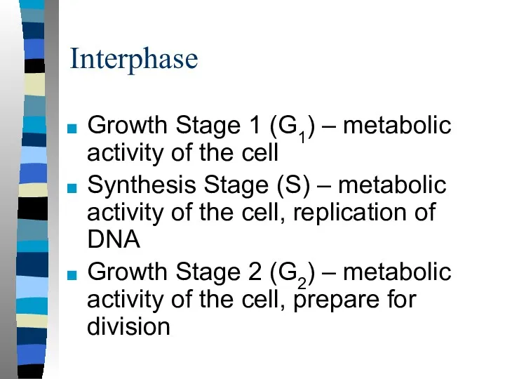 Interphase Growth Stage 1 (G1) – metabolic activity of the cell Synthesis Stage