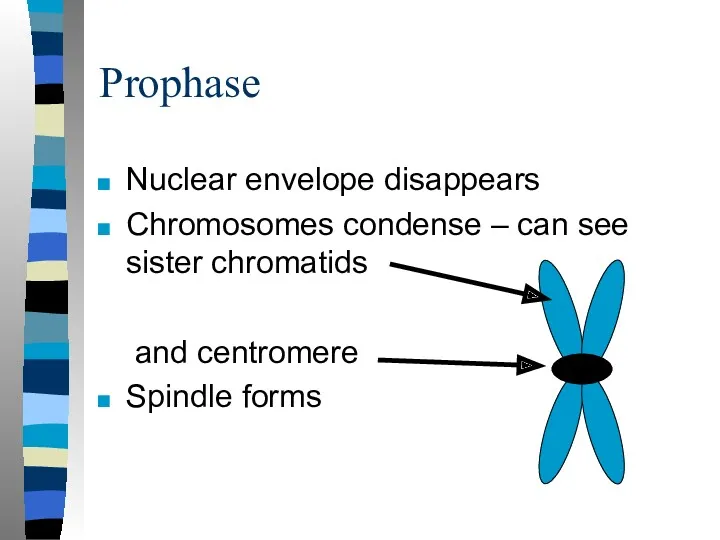 Prophase Nuclear envelope disappears Chromosomes condense – can see sister chromatids and centromere Spindle forms