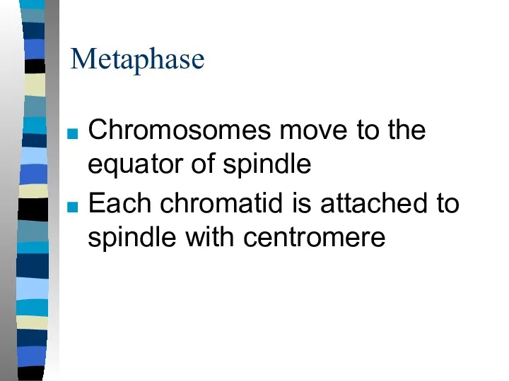 Metaphase Chromosomes move to the equator of spindle Each chromatid is attached to spindle with centromere