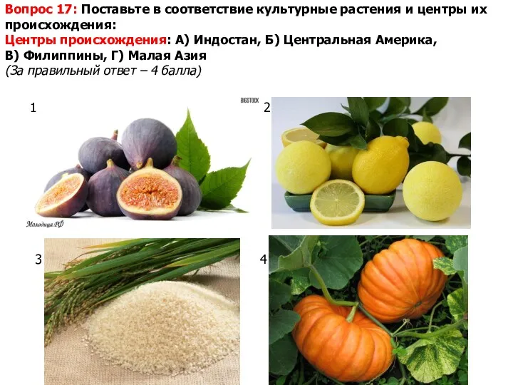 Вопрос 17: Поставьте в соответствие культурные растения и центры их