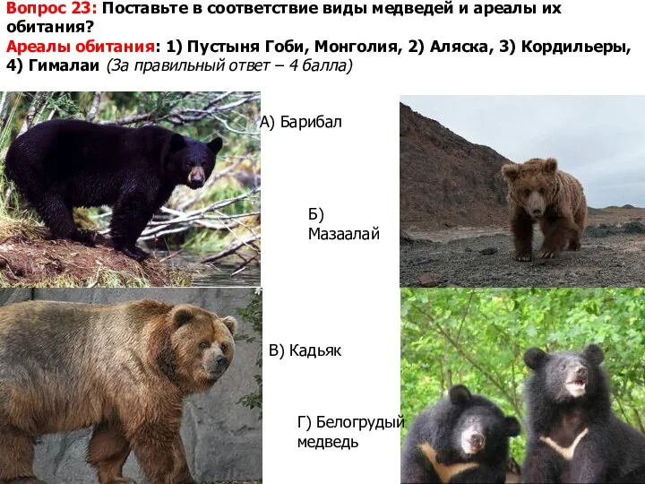 Вопрос 23: Поставьте в соответствие виды медведей и ареалы их
