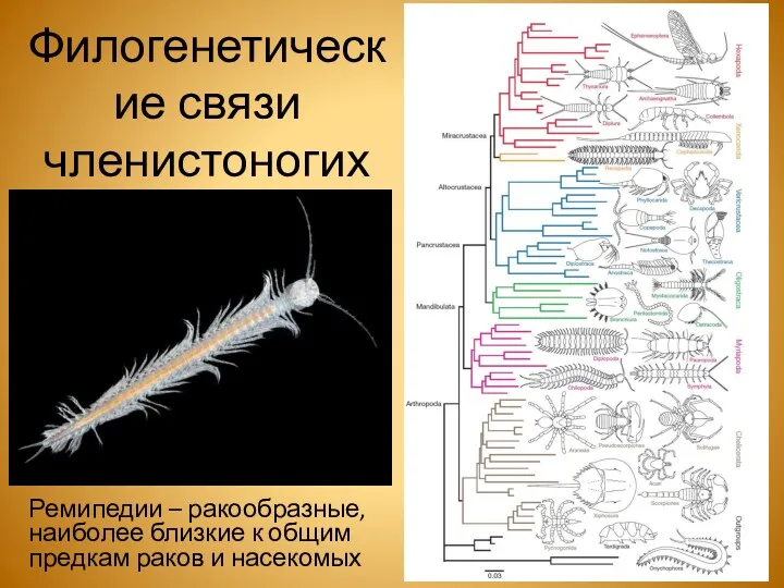 Филогенетические связи членистоногих Ремипедии – ракообразные, наиболее близкие к общим предкам раков и насекомых