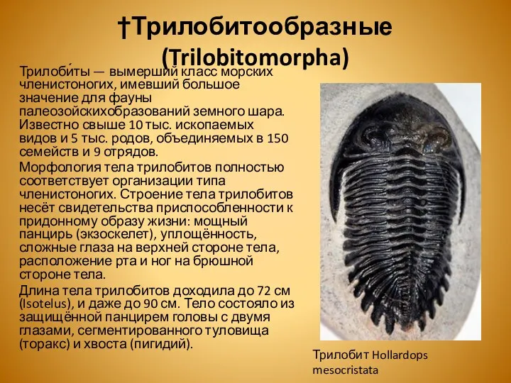 †Трилобитообразные (Trilobitomorpha) Трилоби́ты — вымерший класс морских членистоногих, имевший большое значение для фауны