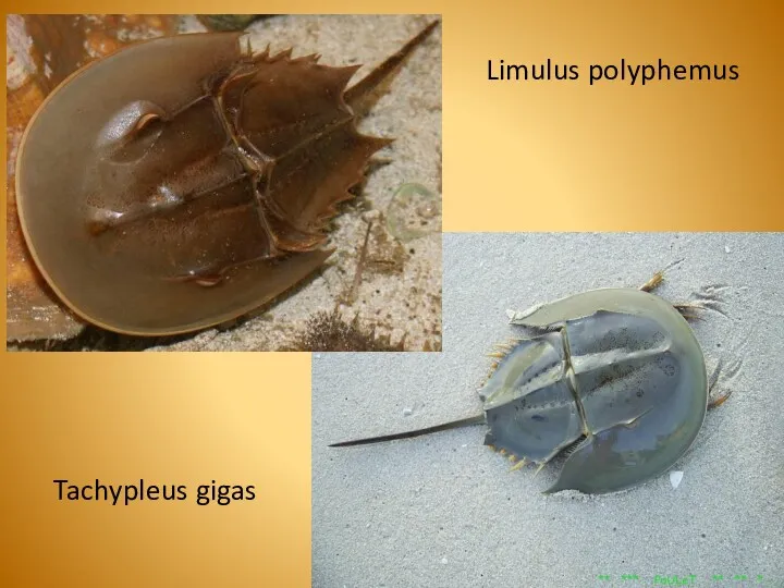 Limulus polyphemus Tachypleus gigas