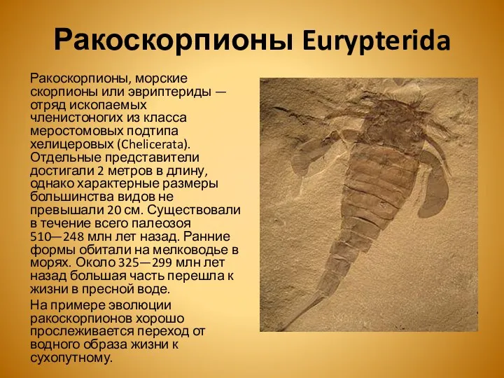 Ракоскорпионы Eurypterida Ракоскорпионы, морские скорпионы или эвриптериды — отряд ископаемых членистоногих из класса