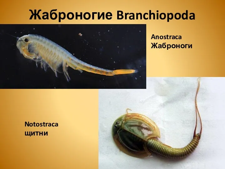 Жаброногие Branchiopoda Anostraca Жаброноги Notostraca щитни
