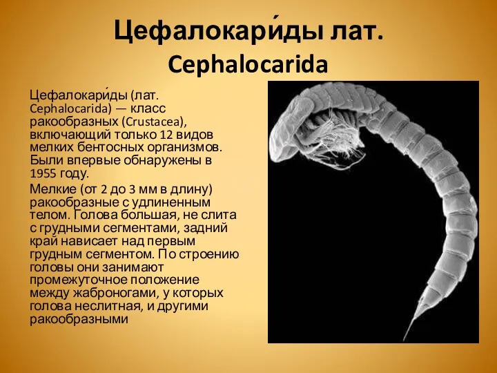 Цефалокари́ды лат. Cephalocarida Цефалокари́ды (лат. Cephalocarida) — класс ракообразных (Crustacea), включающий только 12