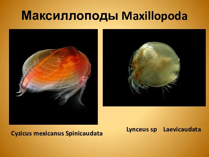 Максиллоподы Maxillopoda Cyzicus mexicanus Spinicaudata Lynceus sp Laevicaudata