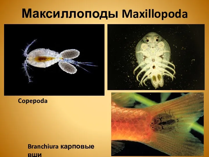 Максиллоподы Maxillopoda Copepoda Branchiura карповые вши