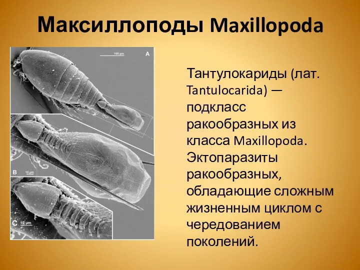 Максиллоподы Maxillopoda Тантулокариды (лат. Tantulocarida) — подкласс ракообразных из класса Maxillopoda. Эктопаразиты ракообразных,