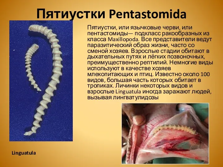 Пятиустки Pentastomida Пятиустки, или язычковые черви, или пентастомиды— подкласс ракообразных из класса Maxillopoda.