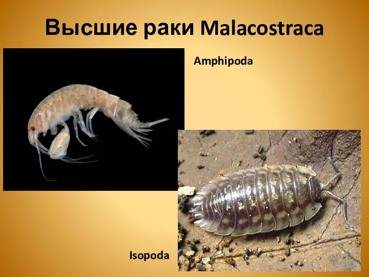 Amphipoda Isopoda Высшие раки Malacostraca