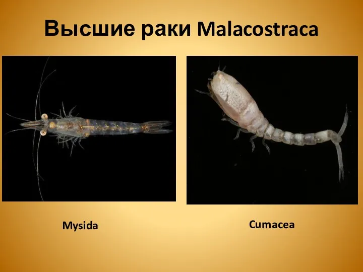 Высшие раки Malacostraca Mysida Cumacea