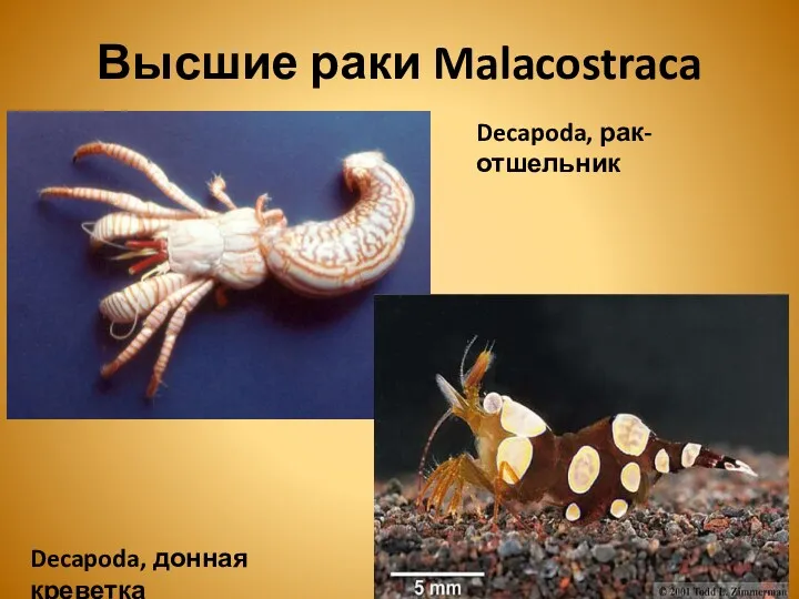 Высшие раки Malacostraca Decapoda, рак-отшельник Decapoda, донная креветка