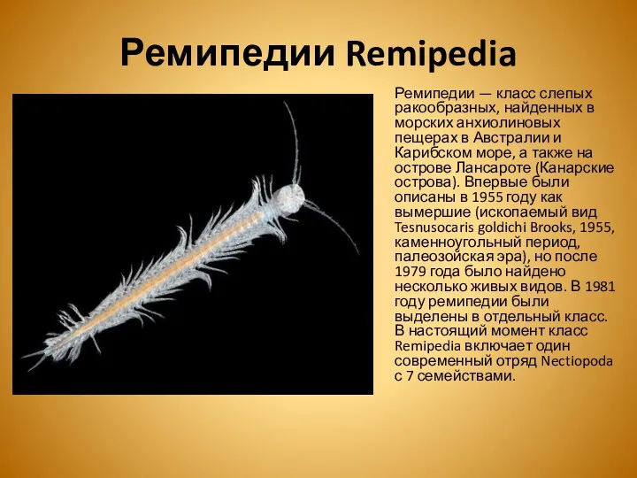 Ремипедии Remipedia Ремипедии — класс слепых ракообразных, найденных в морских анхиолиновых пещерах в