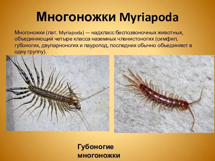 Многоножки Myriapoda Многоножки (лат. Myriapoda) — надкласс беспозвоночных животных, объединяющий четыре класса наземных