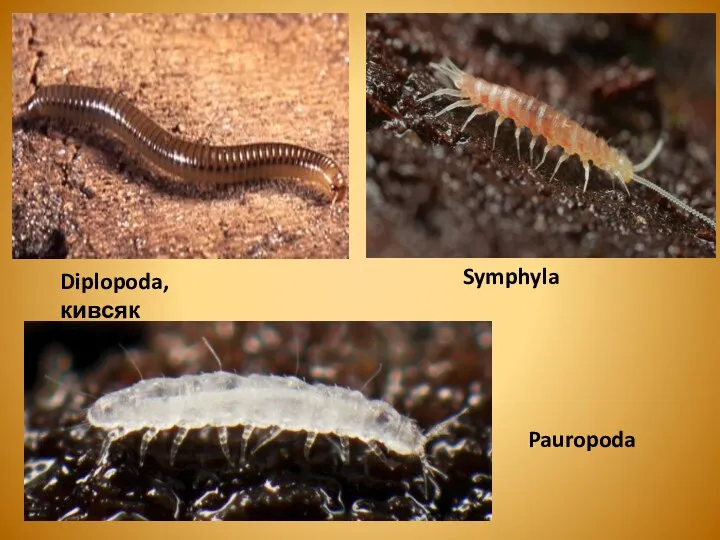 Diplopoda, кивсяк Symphyla Pauropoda