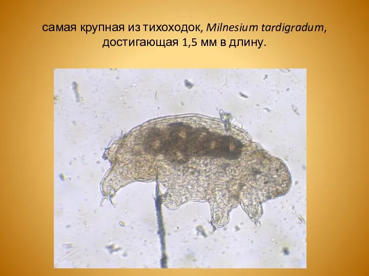 самая крупная из тихоходок, Milnesium tardigradum, достигающая 1,5 мм в длину.