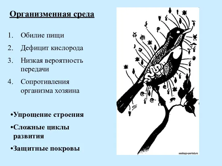 Организменная среда Обилие пищи Дефицит кислорода Низкая вероятность передачи Сопротивления