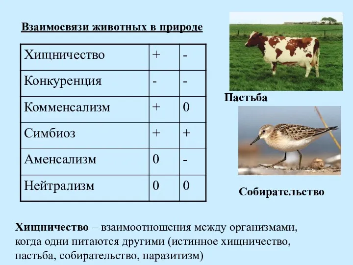 Взаимосвязи животных в природе Хищничество – взаимоотношения между организмами, когда