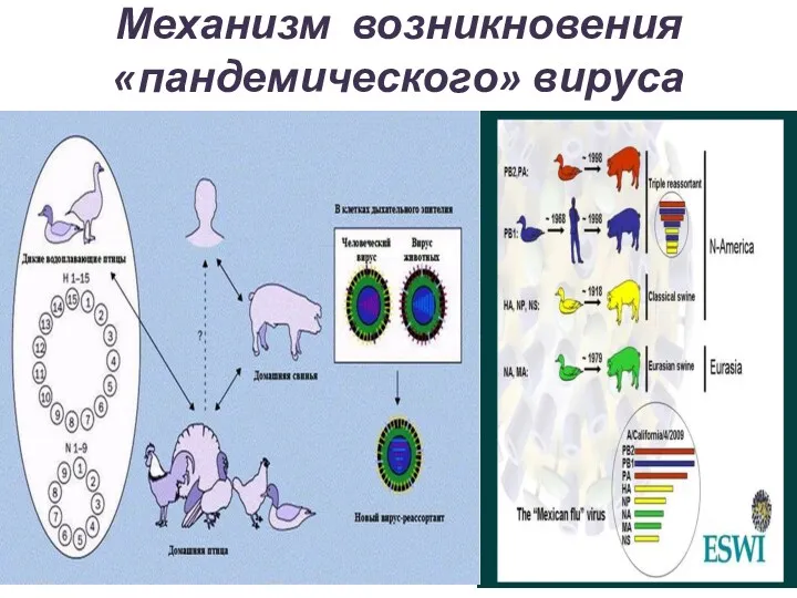 Механизм возникновения «пандемического» вируса