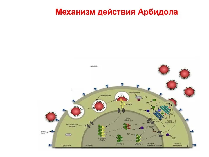 Механизм действия Арбидола 2. Вход вируса в клетку путём эндоцитоза