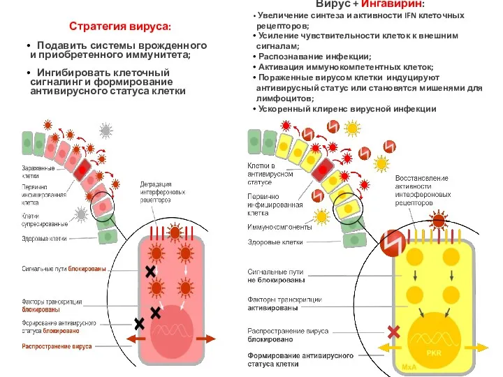 Стратегия вируса: Подавить системы врожденного и приобретенного иммунитета; Ингибировать клеточный