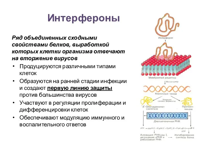 Ряд объединенных сходными свойствами белков, выработкой которых клетки организма отвечают