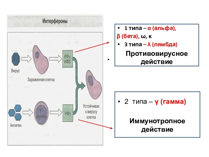 2 типа – γ (гамма) 1 типа – α (альфа),