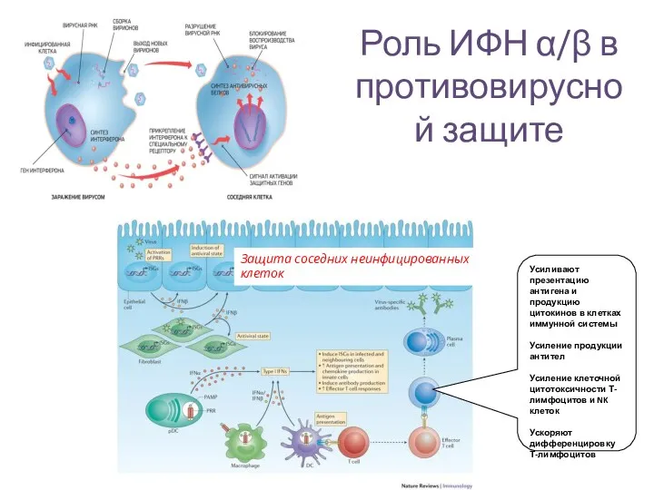 Роль ИФН α/β в противовирусной защите Защита соседних неинфицированных клеток