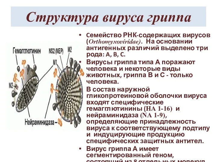 Структура вируса гриппа Cемейство РНК-содержащих вирусов (Orthomyxoviridae). На основании антигенных