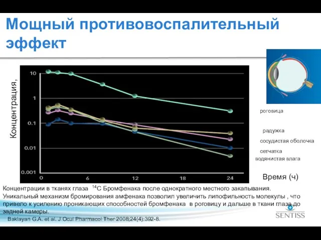 Baklayan G.A. et al. J Ocul Pharmacol Ther 2008;24(4):392-8. Концентрация, мкг/г Время (ч)