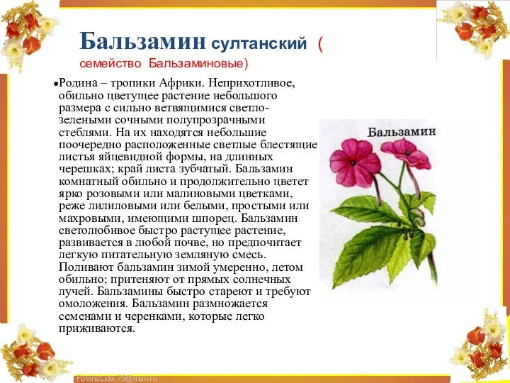 Родина – тропики Африки. Неприхотливое, обильно цветущее растение небольшого размера