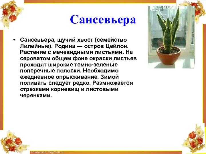 Сансевьера Сансевьера, щучий хвост (семейство Лилейные). Родина — остров Цейлон.