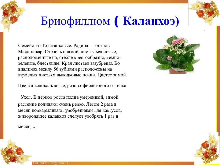 Бриофиллюм ( Каланхоэ) Семейство Толстянковые. Родина — остров Мадагаскар. Стебель