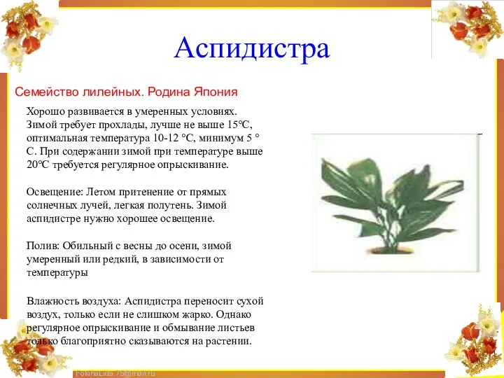 Аспидистра Семейство лилейных. Родина Япония Хорошо развивается в умеренных условиях.