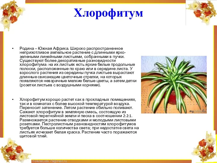 Хлорофитум Родина – Южная Африка. Широко распространенное неприхотливое ампельное растение