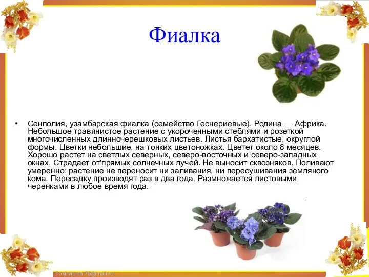 Фиалка Сенполия, узамбарская фиалка (семейство Геснериевые). Родина — Африка. Небольшое