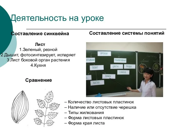 Деятельность на уроке Составление синквейна Лист Зеленый, резной Дышит, фотосинтезирует,